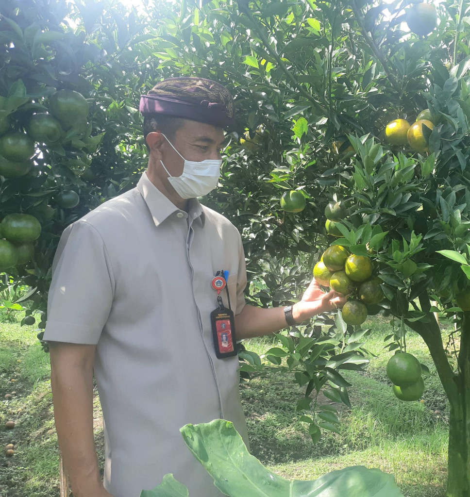 ASALKAN PETANI ULET, TEKUN DAN TELATEN, DIDATARAN RENDAHPUN JERUK BISA TUMBUH DAN BERBUAH DENGAN LEBAT